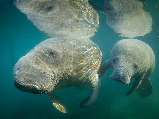 Following abuse allegations, ZooTampa will once again be allowed to treat rescue manatees