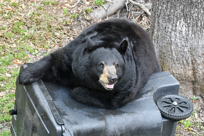 Pictured here: An adult bear, triumphing over a bear-proof trash can by sitting on it. Florida black bears are passive aggressive like that. - Florida Fish and Wildlife Conservation Commission