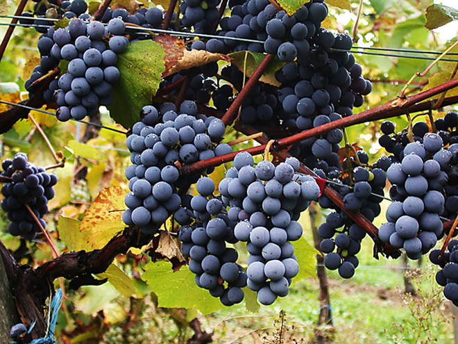 T’S ALL GRAPES TO ME: Gamay grapes - produce the red wine Beaujolais Nouveau. - WIKIMEDIA COMMONS