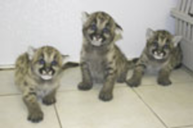 From left, cougar cubs Artemis, Orion and Ares, new arrivals at Big Cat Rescue. - www.bigcatrescue.org