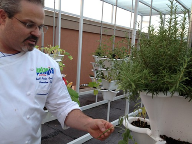 Chef Gardiner shows off the fresh herbs in the rooftop garden. - ARIELLE STEVENSON