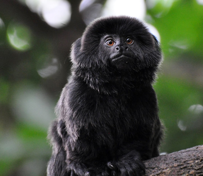 This isn't an actual photo of the 12-year-old Goeldi's monkey stolen from the Palm Beach Zoo, but tell you what: You see any 8-inch monkey that looks even close to this, can you call CrimeStoppers? - West Palm Beach Police Department, via Twitter