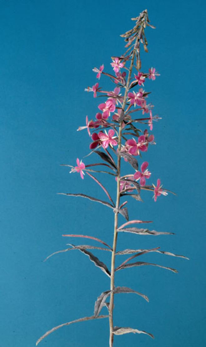 MORE THAN WHAT MEETS THE EYE: Keith Edmier’s "Fireweed." - GRAPHICSTUDIO, USF COLLECTION