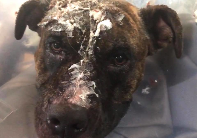 Pasco dog set on fire will live, but Suncoast Animal League needs help paying the vet bills