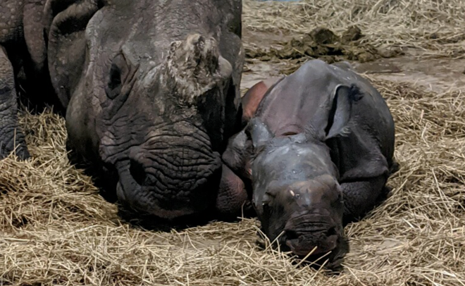 ZooTampa just welcomed a new baby rhino