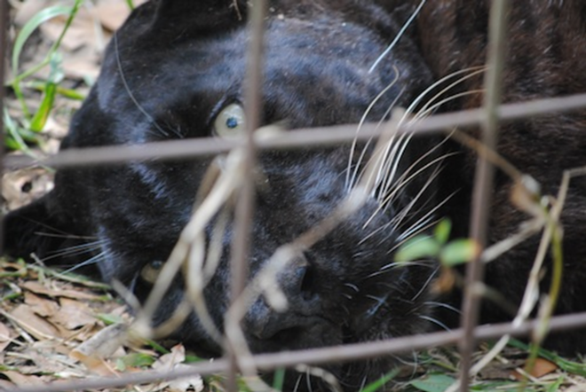 NOT A TOY: “This black leopard, Sabre, in front of us, that’s not property," says BCR's Kremer. - Kevin Tall