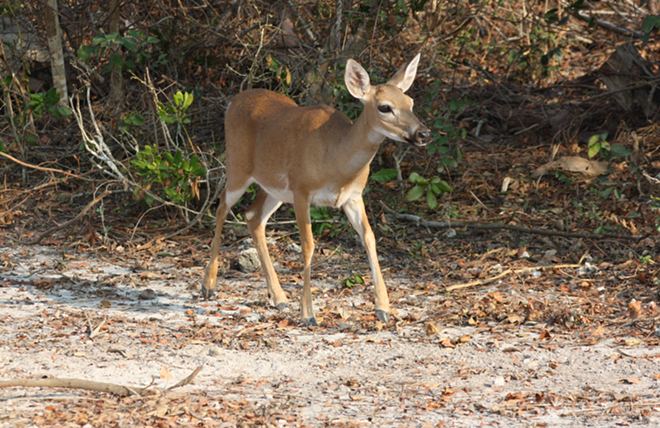 Florida Sen. Rubio calls on FWC to protect Key deer after Trump administration weakens Endangered Species Act