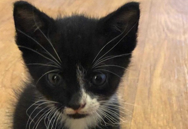 There’s now a $6000 reward for info on the idiot who tossed a kitten from a moving car in Tampa