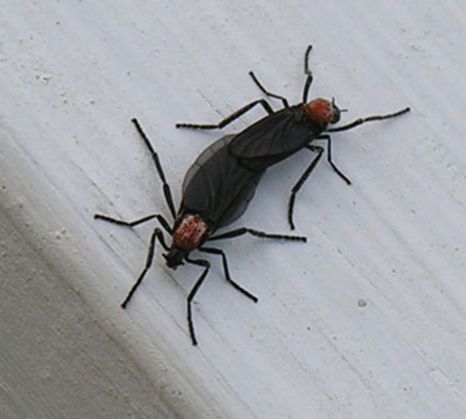LOVE IS IN THE AIR: Love bug season is expected to start with the next big rainfall. - Courtesy Of Wikipedia