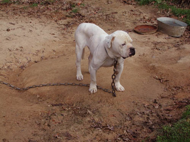 TETHERED: The sight of a dog chained outside like this one prompted Barbara Lapresti to take action. - Humane Society