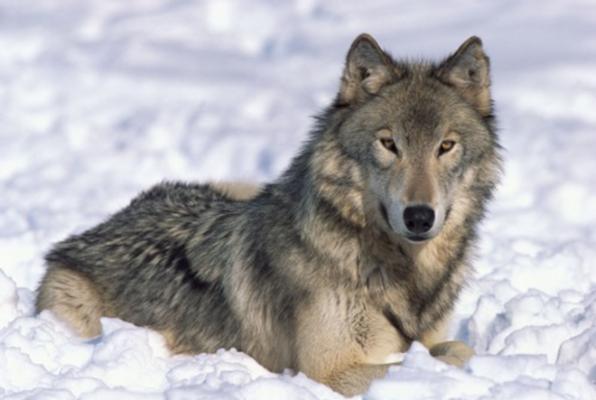 Today upwards of 1,600 gray wolves roam the Northern Rocky Mountains, following the re-introduction of 66 animals in 1995 after their forebears were wiped out by hunters and ranchers. Environmental groups recently won a suit to keep Endangered Species Act protections for the wolves in place. - Thinkstock
