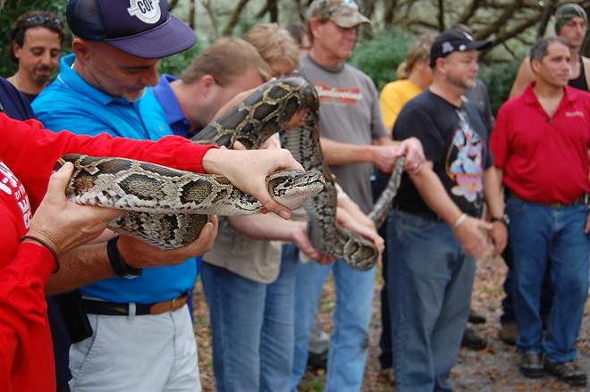 80 Burmese pythons captured during Florida’s inaugural ‘Python Bowl’
