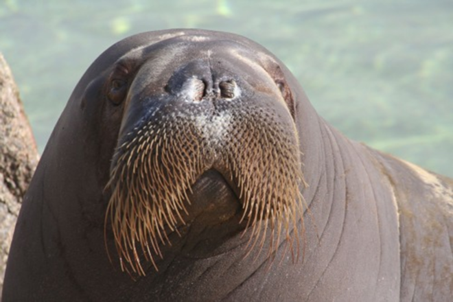 The U.S. Fish & Wildlife Service is evaluating 757 imperiled plant and animal species to determine if they should be added to the federal Endangered Species List by 2018. Among the wildlife getting a closer look is the walrus, pictured here. - iStock Photo