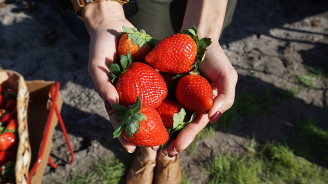 Jenn Thai, of local lifestyle blog This Jenn Girl, holds some of Tuesday's sweet strawberry haul. - Shelbi Hayes