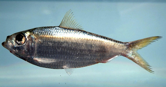 A scaled sardine, also known as whitebait or greenbacks. - NOAA via Wikimedia Commons