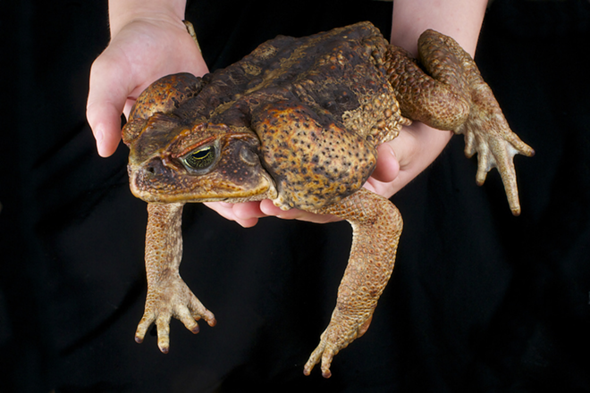 A big slimy cane toad. - Photo via Adobe Images