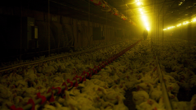 Factory farming of chickens in Eating Animals - IFC Films