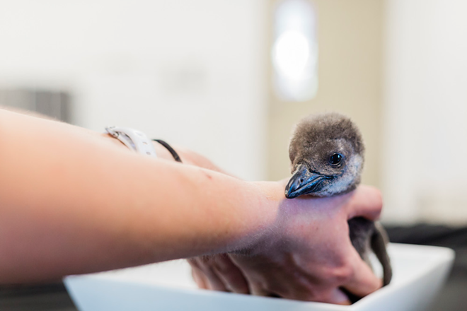 Incredibly cute baby penguin makes debut at ZooTampa