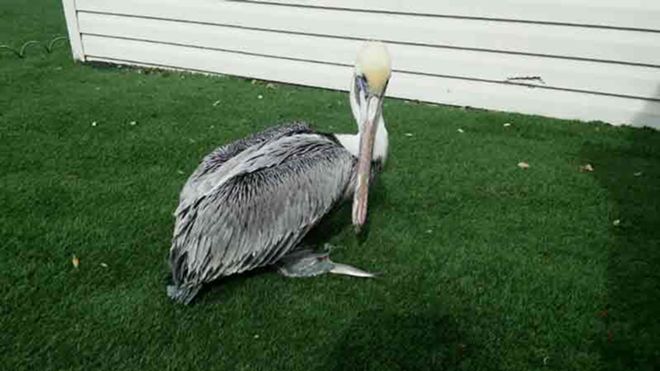 OK, so you can't walk a pelican. Still, pretty nifty. - Suncoast Animal League