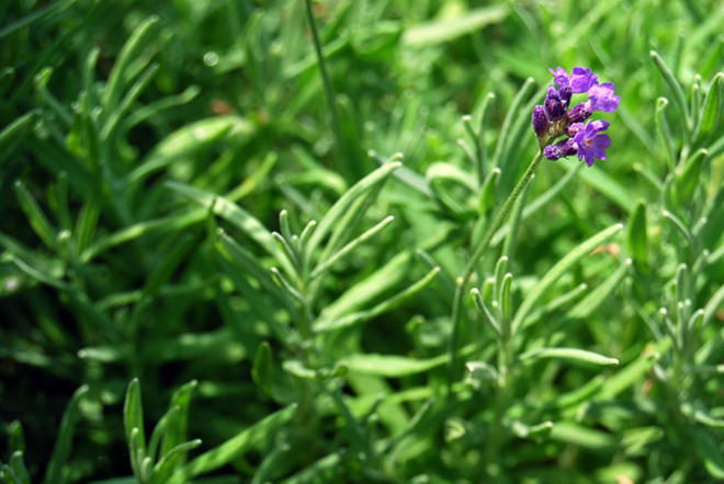 lavender herb - Alice Henneman via Flickr