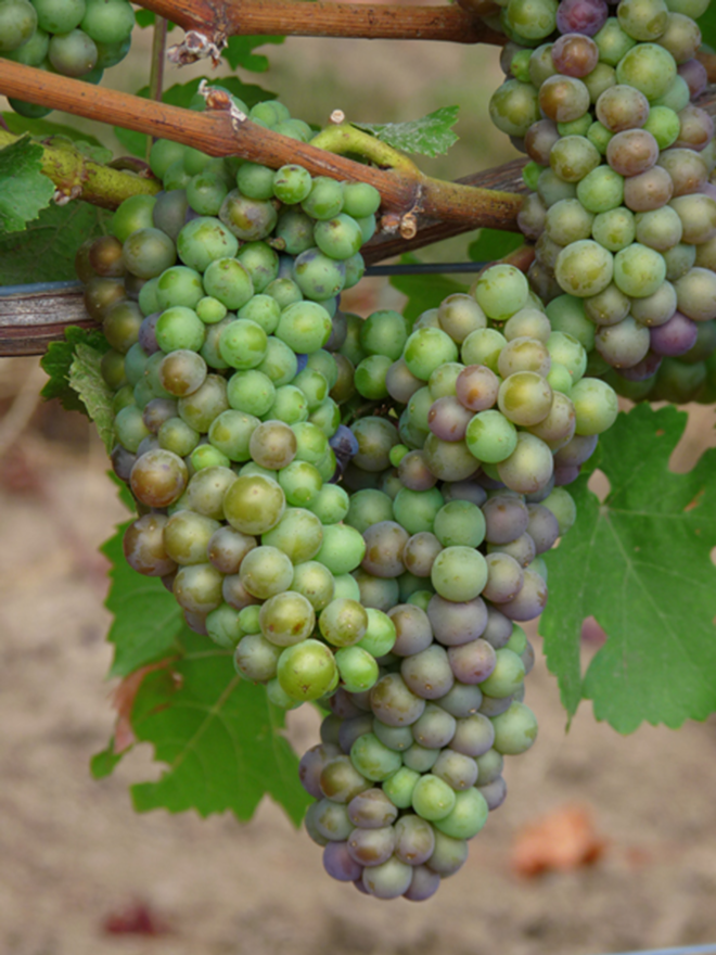 Certain vintages shine when nature cooperates with vineyards. - Ethan Prater via Wikimedia Commons