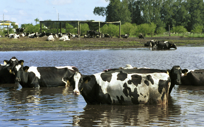 Cows in a flooded Florida pasture after Hurricane Irene. - wikimedia commons
