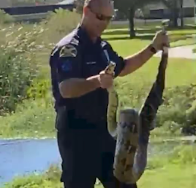 St. Pete Police capture large ball python with a garbage can at Dell Holmes Park