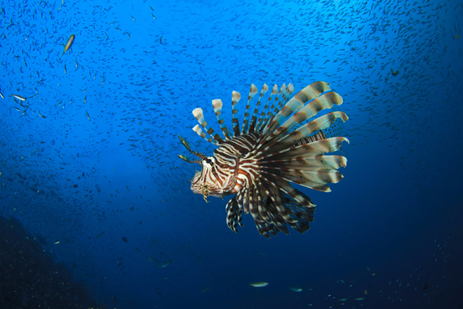 Join the 6th Annual Sarasota Lionfish Derby for a chance to win $1,000