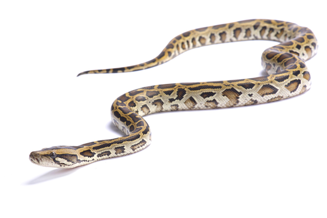 Florida will double efforts to eliminate invasive pythons