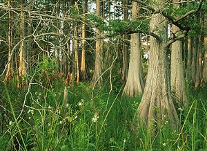 A swath of environmentally sensitive land in central Florida known as the Green Swamp. - Southwest Florida Water Management District