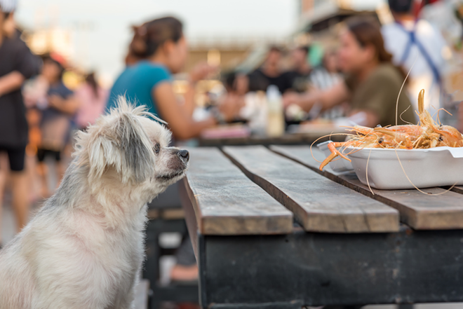 New Florida law would keep dogs out of restaurants