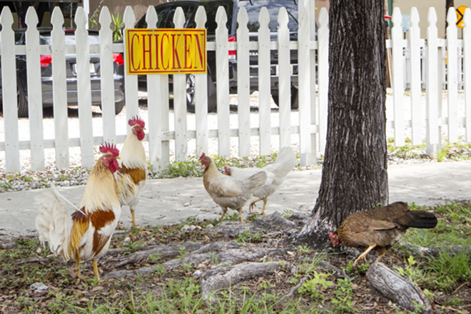 Near the casual restaurant, folks usually spot Ybor chickens mingling. - Chip Weiner