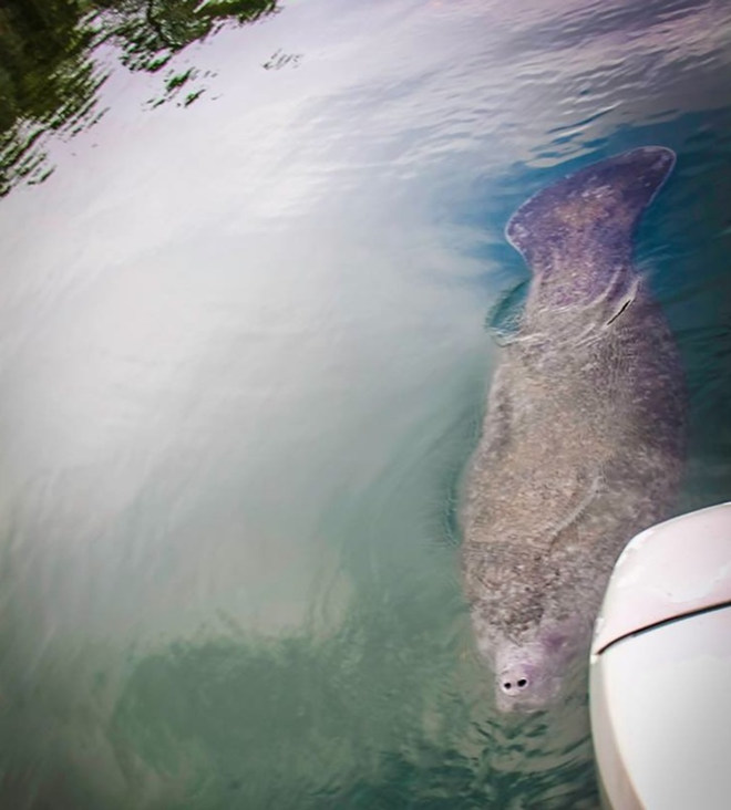 UP CLOSE: A manatee swims up to a tour boat. - DANIEL VEINTIMILLA