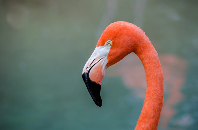 Do This: A flamboyance of flamingos