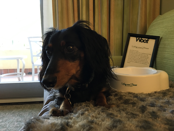The dog-friendly rooms came with dog beds, bowls and treats. - Cathy Salustri