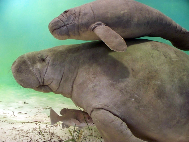 In case you don't have enough to worry about: baby manatees might become separated from their moms during a hurricane. - psyberartist via Flickr/CC