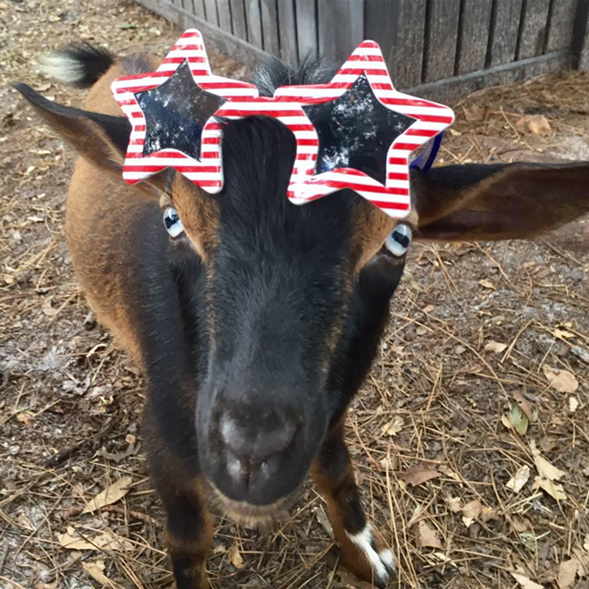 Jeter knows he's a star - via  Goat Yoga Tampa