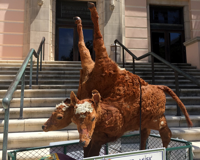 Two headed calf outside St. Pete City Hall. - via the St. Petersburg Museum of History