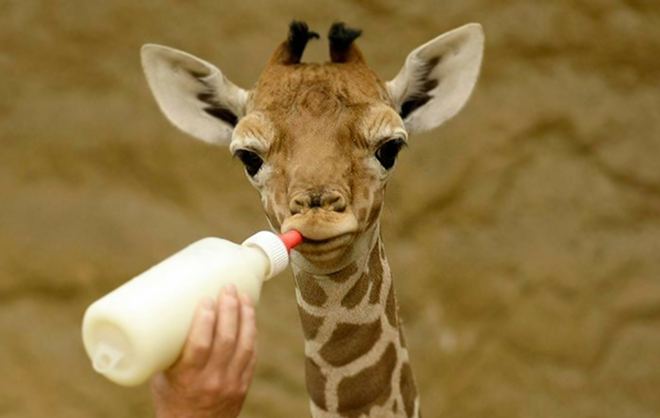 Sh*t Happened 11/24/17: People generous, new baby giraffe cute, mini horses cute and saved