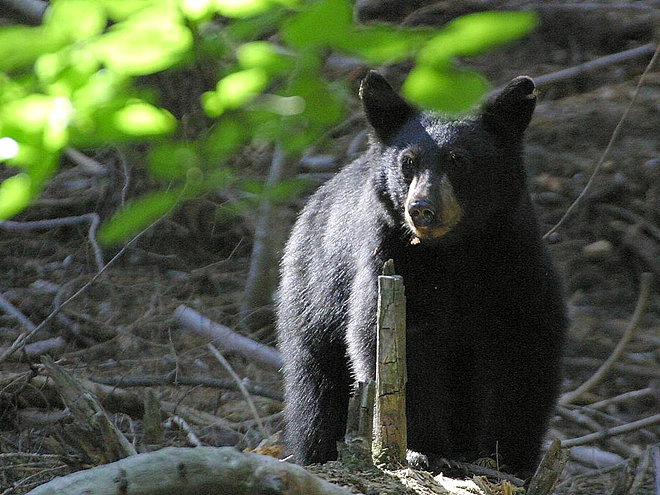 Animal rights group offering $5,000 for info on bear killer in Florida wilderness