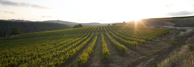 Gailil Mountains vineyards at sunrise - Galil Mountains Winery