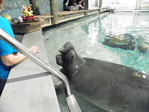 A photo of the beloved manatee on his 65th birthday in 2013. - Wikimedia Commons/netweave