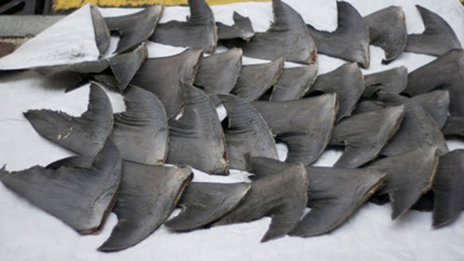 The practice of shark finning to make shark fin soup, a delicacy mostly in Asian cultures, has taken a serious toll on shark populations worldwide. Besides being inhumane to sharks, consumption of shark fin poses a serious threat to human health since they contain an extremely high concentration of mercury and other toxins now omnipresent in our oceans. - Nicholas Wang via Flickr
