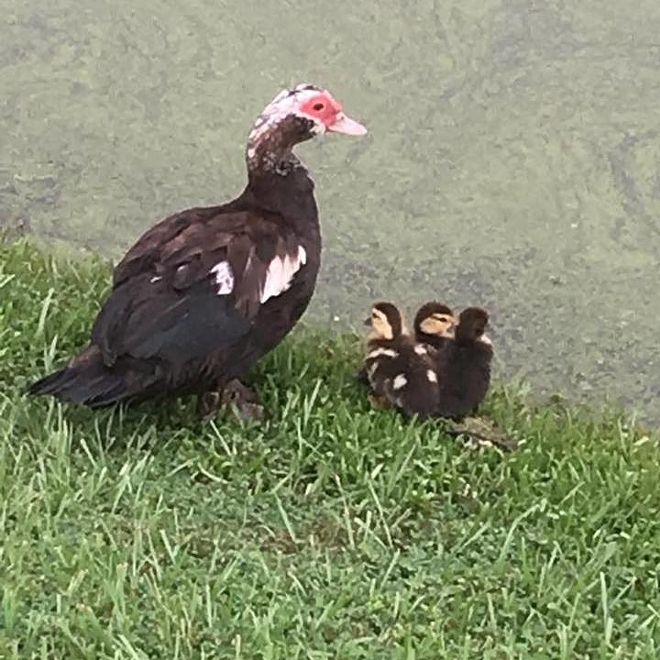 Irma's first three ducklings, which Trent has named Faith, Oliver and Grace. The Plant City duck family has grown, but these three still stick pretty close to their mama. - Joy Trent