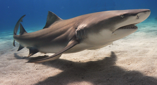 This lemon shark deserves to keep its fins. - Wikimedia Commons
