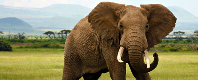 St. Pete firm creates app that could help protect African elephants - rainforest-alliance.org