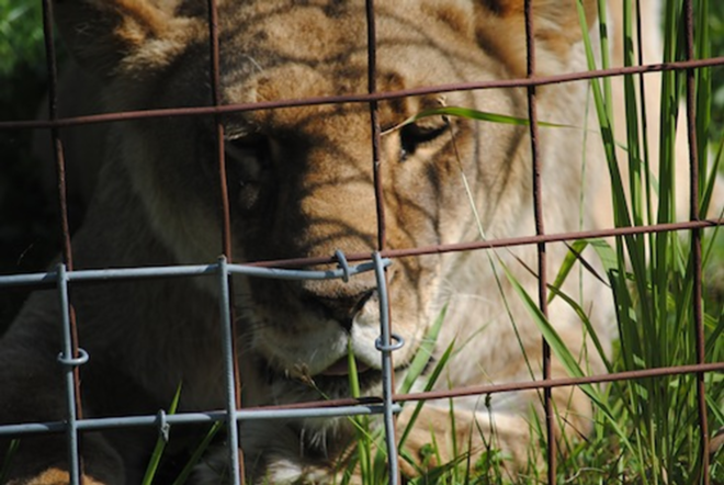 UNTETHERED: When Sasha the lioness was rescued, her leather collar had grown into the skin of her neck. - Kevin Tall