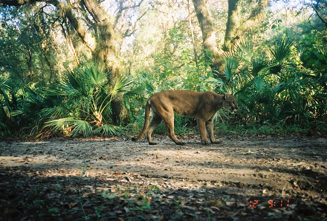 Wildlife authorities are now offering a $5,000 reward for info on whoever murdered a Florida panther