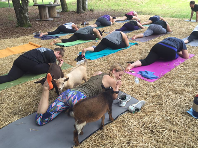 Goat yoga now happens every Saturday morning in Lutz. - Photo courtesy of Goat Yoga Tampa