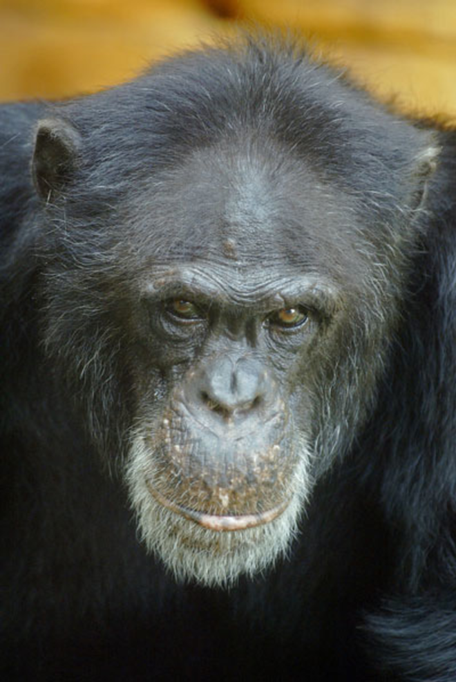OLD SOUL: Herman, the zoo's beloved chimpanzee, died in June from injuries in a fight with another chimp. - Michael G. Kaplan